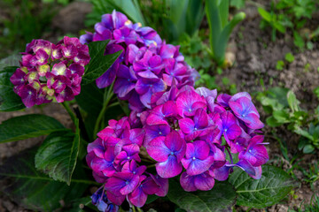 Beautiful blooming hydrangea bush with bright purple flowers, growing in a summer garden after rain
