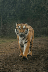 Amur Tiger Panthera tigris altaica, large adult tiger tigress orange black stripes, predator, large cat feline wildlife safari zoo animal mammal