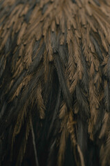 Emu feathers close up brown feather pattern texture bird background wallpaper macro hair and fur large bird
