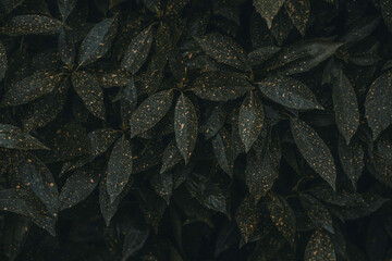 Dark leaves and shadows bush tree plants background texture pattern, white speckles leaf tree flower wallpaper close up macro