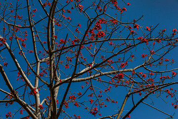 tree branches against the sky