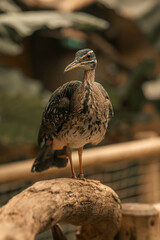 Sunbittern large tropical bird, beautiful exotic bird feathers brown forest animal, Eurypyga helias, nature wildlife small beak orange eyes, africa patterns 
