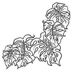 Monstera tropical green leaf drawing. Exotic nature palm plants theme illustration, decorative element for logo design, postcard, party invitation deco, restaurant menu, spa salon. Hand drawing.