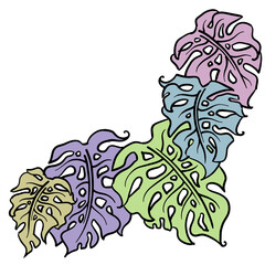 Monstera tropical green leaf drawing. Exotic nature palm plants theme illustration, decorative element for logo design, postcard, party invitation deco, restaurant menu, spa salon. Hand drawing.