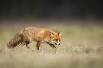Naklejka na ściany i meble red Fox ( Vulpes vulpes ) close up