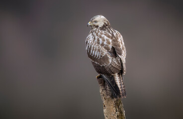 Common buzzard bird ( Buteo buteo )