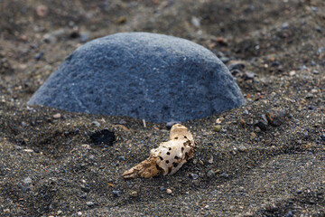 Stone on the black sand beach on the volcanic coast of Fuerteventura
