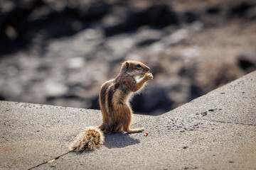 Chipmunk is a cute attraction on Fuerteventura