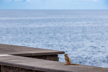 Chipmunk is a cute attraction on Fuerteventura