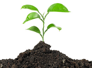 Young plant tree growing seedling in soil on a white background
