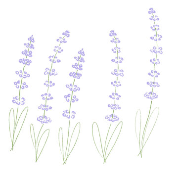 Watercolour lavender flowers and leaves transparent background PNG 300DPI 