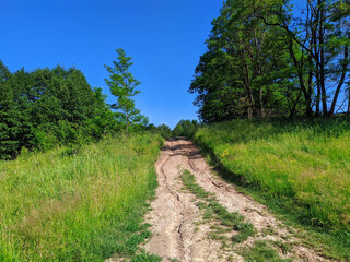 dirt road up between green trees in summer