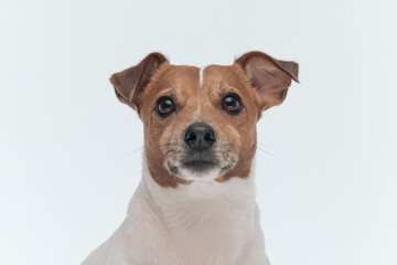 Jack Russell Terrier dog with beautiful brown eyes