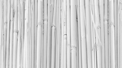 White bamboo fence background.