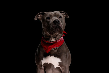 cute amstaff dog wearing red bandana and looking away