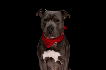 adorable amstaff puppy wearing red bandana and looking forward