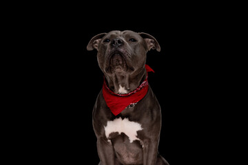 beautiful amstaff dog wearing red bandana and looking up