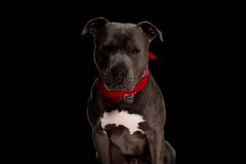 cute amstaff puppy with red bandana sitting and looking forward
