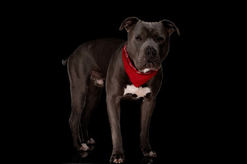 sweet amstaff dog with red bandana standing and looking away