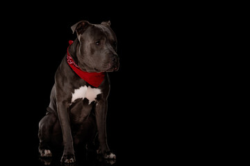 adorable amstaff dog with red bandana looking away while sitting