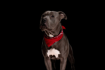 eager beautiful amstaff dog with red bandana looking up and begging