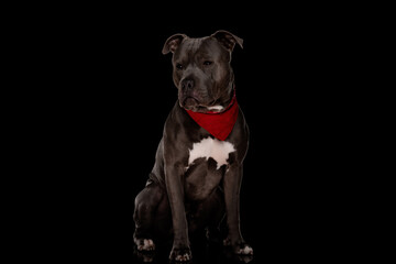 cute amstaff puppy with red bandana looking to side and sitting