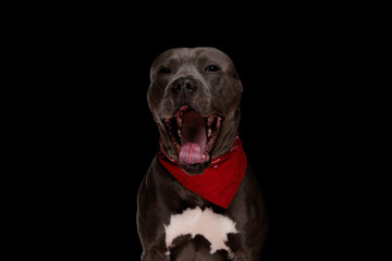 sleepy amstaff puppy with red bandana sticking out tongue and yawning