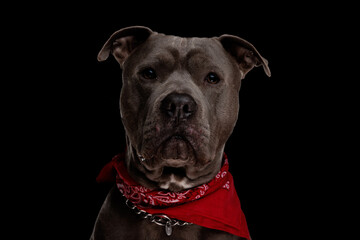 cute amstaff doggy with red bandana and collar looking forward
