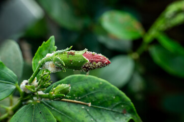 Aphids infested plant of hibiscus in the garden. Aphids are sucking pest which damages the plant by...