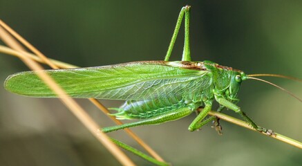 Fototapeta premium Grasshopper great green Tettigonia viridissima