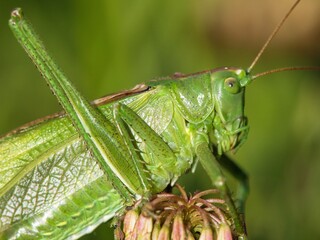 Grasshopper great green Tettigonia viridissima