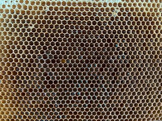 honeycombs in a frame with bee honey