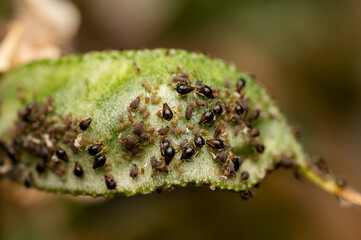 Aphids on the Lima beans sucking cell sap. Aphids are small sized soft bodied sucking pest which are in cluster and cause stunted growth. transmit viruses, deformation of leaves. Used selective focus.