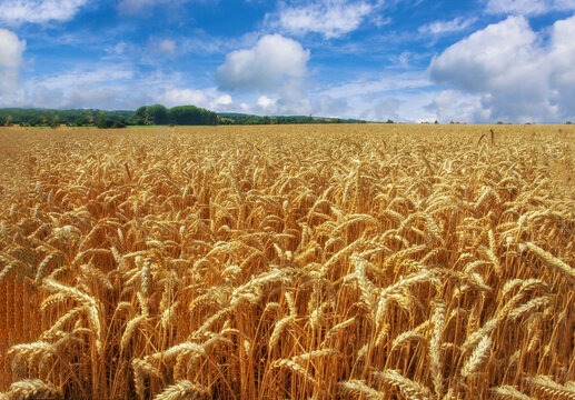 Ripe wheat almost ready for harvest in Normandy at the end of June бщк first days of Jule