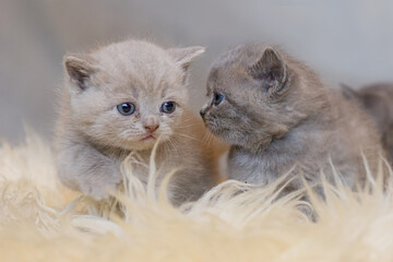 Kot brytyjski niebieskowłosy, koty brytyjskie niebieskowłose, malutkie kotki brytyjskie na tapetę,  - obrazy, fototapety, plakaty