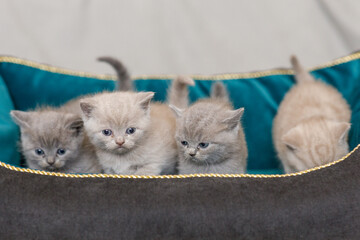Kot brytyjski niebieskowłosy, koty brytyjskie niebieskowłose, malutkie kotki brytyjskie na tapetę,  - obrazy, fototapety, plakaty