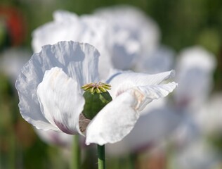 opium poppy flower papaver somniferum white colored