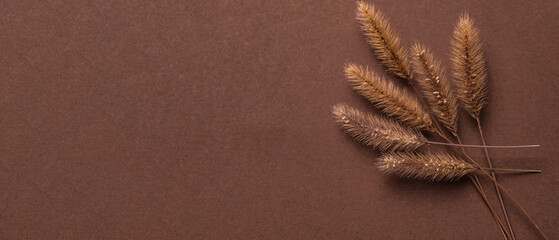 Dried spikelets on brown background with space for text
