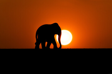 Fototapeta na wymiar Elephant silhouette with sun during sunset and horizon and orange colored sky.
