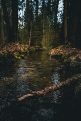 Fluss, Bach, Bach im Wald, Bäume, Wald