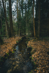 Fluss, Bach, Bach im Wald, Bäume, Wald