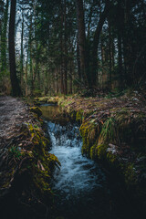 Fluss, Bach, Bach im Wald, Bäume, Wald