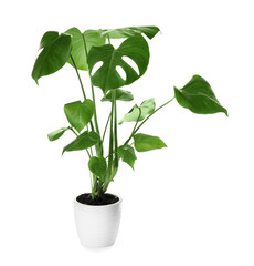 Green Monstera in pot on white background