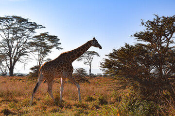girafa andando en safari africano