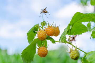 Ripe yellow raspberries on a branch in the garden.
