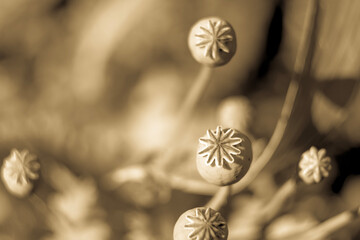 poppy seed pods in the fielda toned