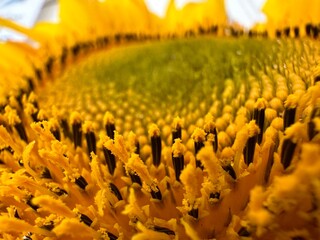 close up of yellow flower