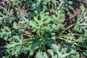 Cantaloupe melon plants growing in the field.