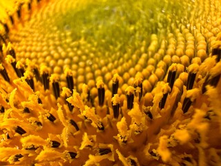 sunflower close up