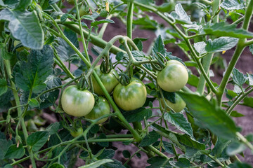 Green tomatoes growing on a branch in the garden. Vegetables growing in the garden.